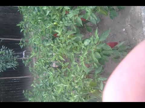 Nea COSTICA din BUESTI ialomita