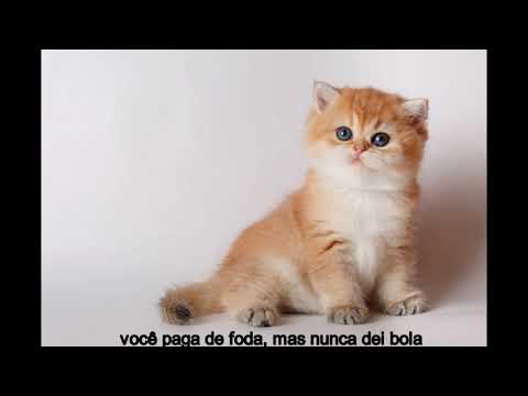 uma música trap sobre cometer vários crimes só que eu não cometo nenhum crime é tudo pelo "conteúdo"