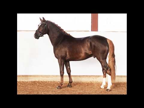 DADDY COOL 3j. Dunkelfuchshengst v. Dance Star AT NRW - Langar