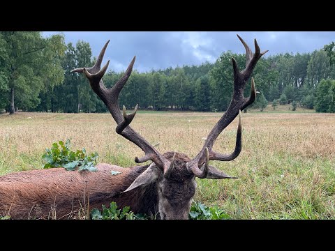Aufgang der Hirschbrunft - Erlegung von zwei Hirschen