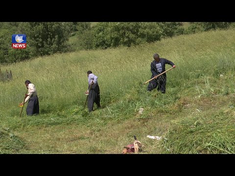بەڤیدیۆ.. لە شارباژێڕ گوندنشینان و ئاژەڵداران دەستبە دورینەوەی گژوگیاکان دەکەن