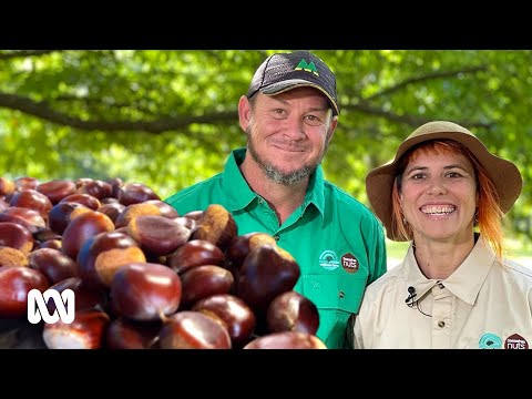 Behind the chestnut trees, something is changing lives at this farm | Landline | ABC Australia