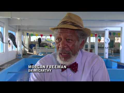 Dolphin Tale - Trailer 2011 - Official Movie Trailer 2 HD