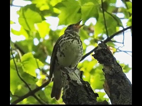 Wood Thrush Singing