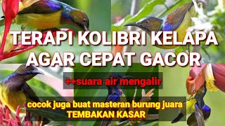 Download lagu TERAPI KOLIBRI KELAPA AGAR BUNYI DAN GACOR plus suar air mengalir the sound of hummingbirds chirping mp3 Download lagu TERAPI KOLIBRI KELAPA AGAR BUNYI DAN GACOR plus suar air mengalir the sound of hummingbirds chirping mp3