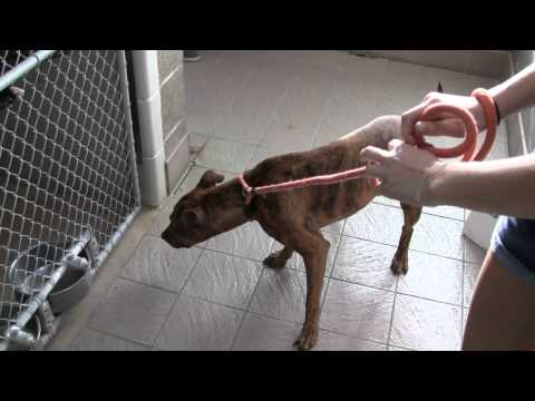 Cozette's dog test video