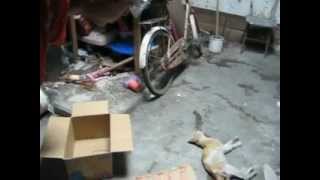 Download lagu PMR SMA SEJAHTERA - kucing sekarat di dalam sekretariat sebelum dibersihkan mp3