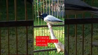 Download lagu sriwang putih atau tali pocong mp3 Download lagu sriwang putih atau tali pocong mp3