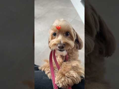 LA LORO VITA È MOLTO BREVE 💔❤️