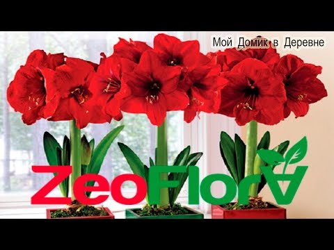 Гиппеаструмы ! Посадка в новый грунт для луковичных цветов ZeoFlora