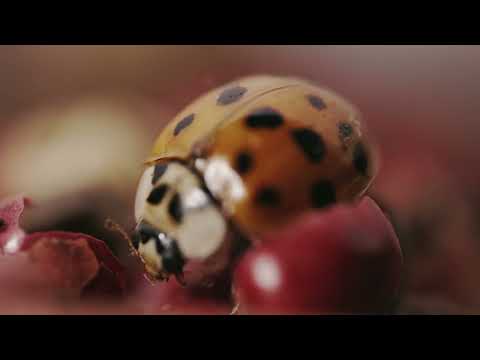 Blue Scope Media Inc. video.