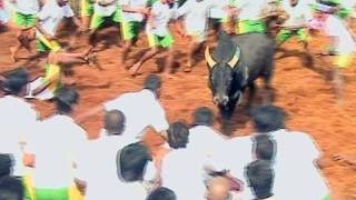 Jallikattu - Bull Race