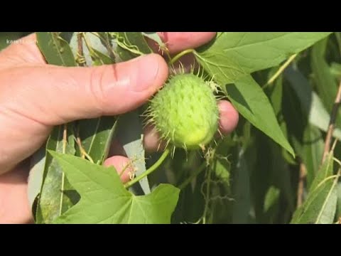 What are those wild cucumber vines we're seeing everywhere?