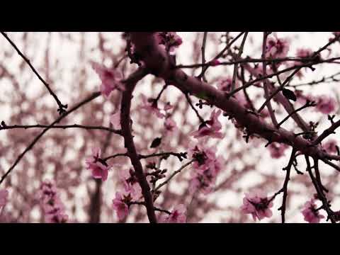 04. Rrëfime Profetike || Salihu (alejhi selam)