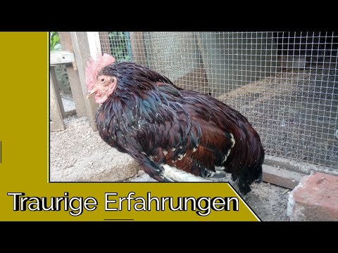 , title : 'Kranke Hühner erkennen | Meine traurigsten Erfahrungen'