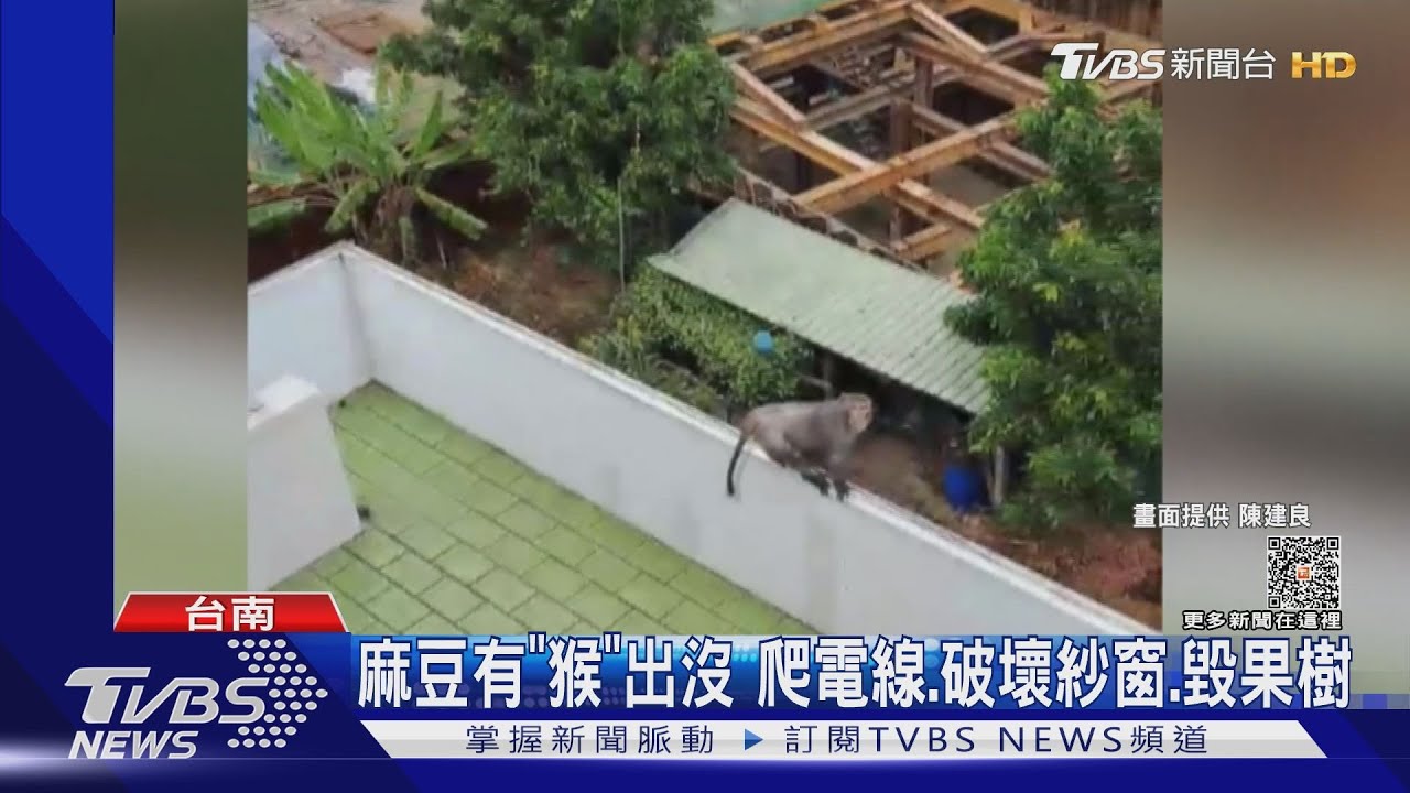 麻豆有猴出沒! 悠哉爬電線、破壞紗窗、毀果樹偷吃香蕉