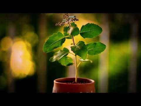 Main Tulsi by Manisha & PT Chunilall