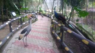 preview picture of video 'Bird Park Labuan - Raw Footage'