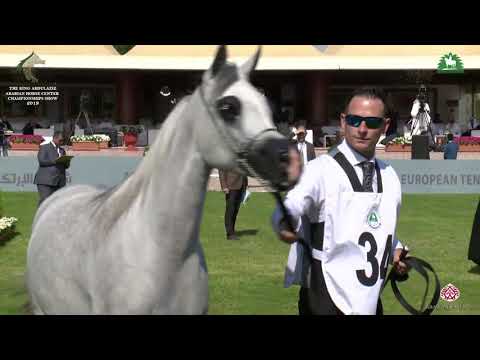 N 34 SALALAT AL KHALEDIAH   KAAHC 2019   Yearling Fillies Class 1C