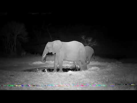 Djuma: Elephant cow and calf - 18:28 - 08/31/2022