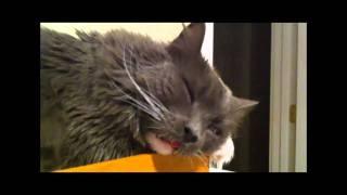 Hansi Cat napping and listening to Renee Fleming