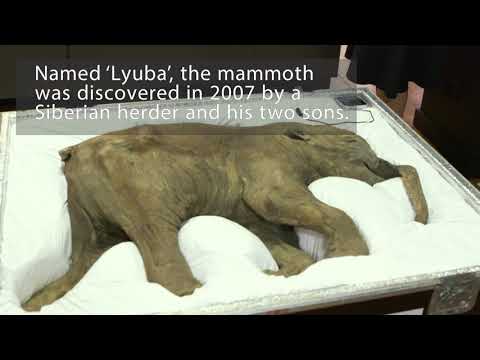 Baby mammoth arrives at the Australian Museum