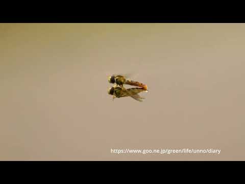 交尾しながら飛ぶヒメヒラタアブ