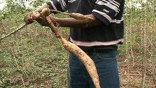 Combating Cassava Mosaic