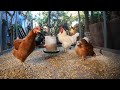 Backyard Chickens 6 Hours Long Continuous Footage Sounds Noises Hens Clucking Roosters Crowing!