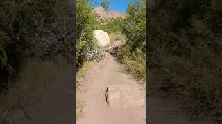 Indian Canyon 7