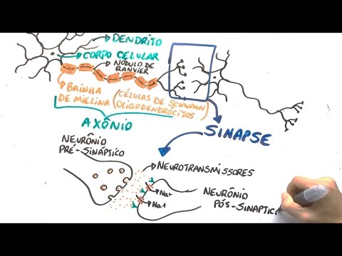 Neuron and nerve impulse - Summary Professor Gustavo