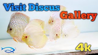 Visit Discus Gallery in Greater Kailash New Delhi || Discus Magic || best Discus Fish stock