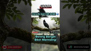 Download lagu Masteran Cililin Gacor Ngotot, Tembakan Rapat & Jernih dari Alam Liar! mp3