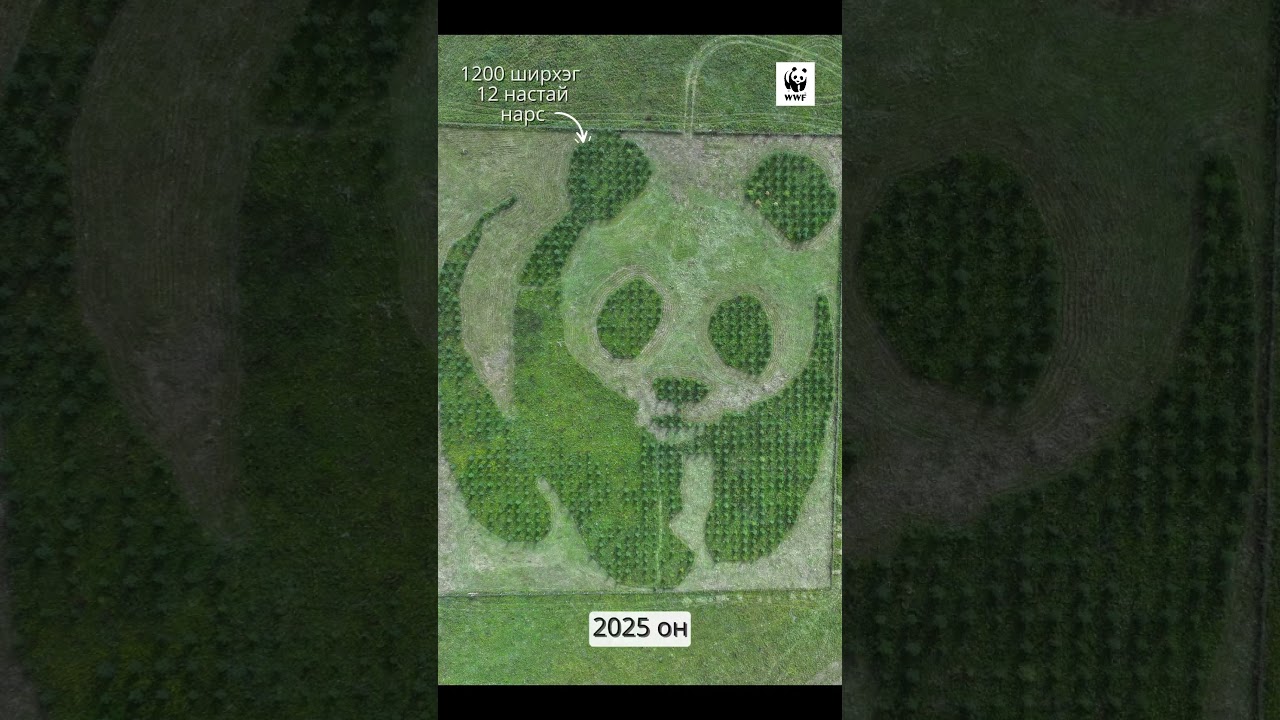 Панда төгөл