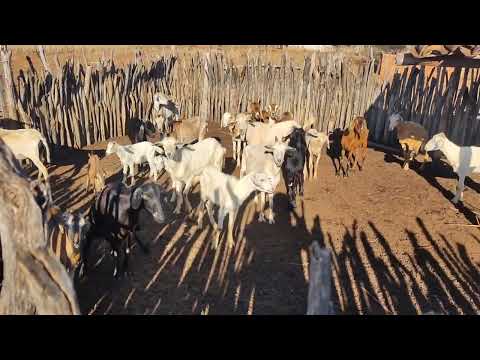 BODE NO POVOADO ANTES DO CIRIACO EM BONFIM DO PIAUÍ