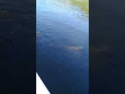 Rio juruena Mato Grosso