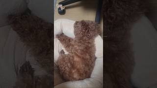 울 강아지 꼬니.. 나꿍꼬또 기싱꿍꼬또