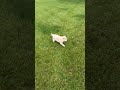 Shiba Inu dogs for sale: Tito - Video 1