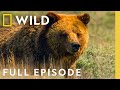 Grizzly Bear Summer Wild Yellowstone Nat Geo Animals