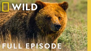 Download lagu Grizzly Bear Summer | Wild Yellowstone | Nat Geo Animals mp3