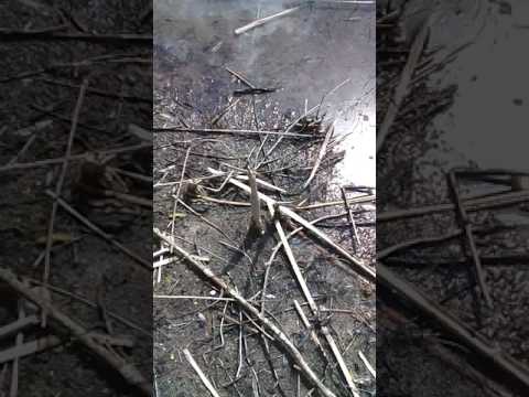 A cerca di rane e rospi.nella palude