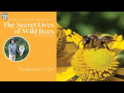 The Secret Lives of Wild Bees with Nick Dorian (6/7/23)
