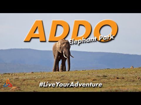 Addo Elephant Park | Nyathi Rest Camp & Main Rest Camp 🇿🇦