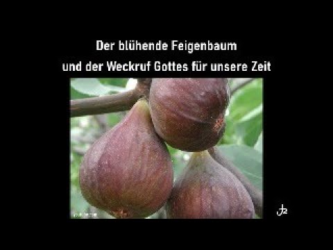 06.07.2025, Jürgen Martini, der blühende Feigenbaum und der Weckruf Gottes für unsere Zeit