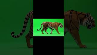 Download lagu Realistic Tiger Walking left to right Green Screen Effect #tiger #animals #wildanimals #chromakey mp3