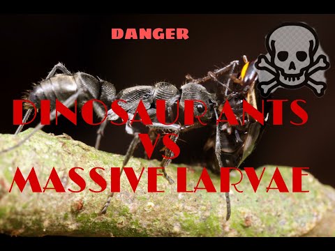 Dinosaur Ants VS Massive Larvae | Ant battle|