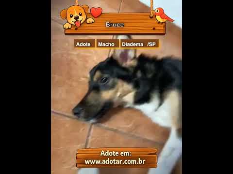 Vídeo de Bruce