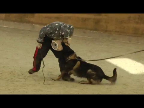 Urri z Kurimskeho haje - January 2017