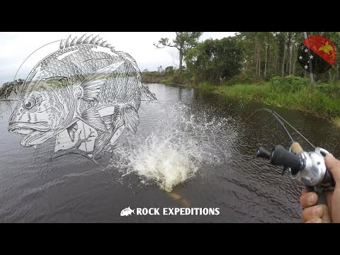 PAPUAN BLACK BASS EATS BARRAMUNDI!