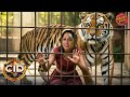 आदमखोर शेर के पिंजरे में फ़सी Officer Purvi CID Seas